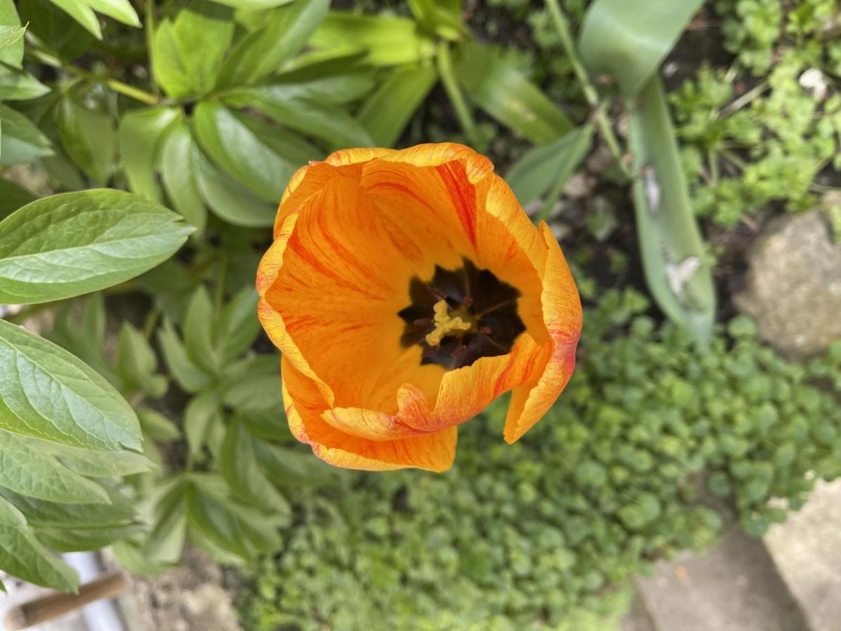 볼로뉴쉬르메르 Au Jardin De La Basilique 아파트 외부 사진