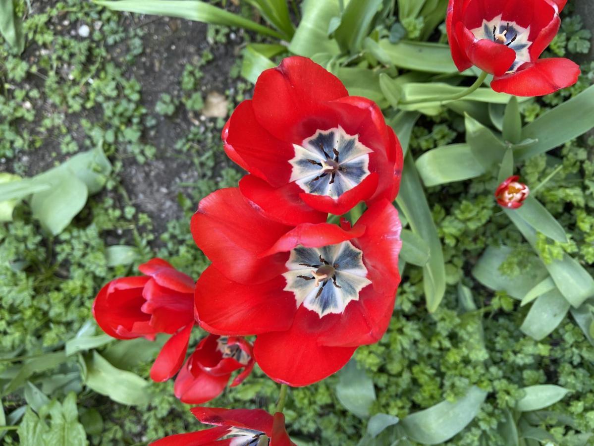 볼로뉴쉬르메르 Au Jardin De La Basilique 아파트 외부 사진